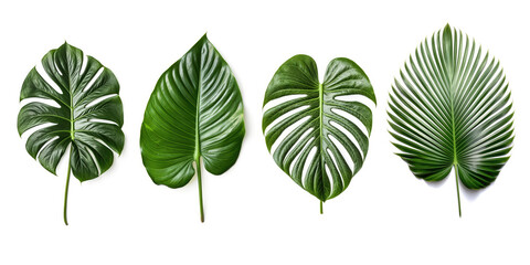 Set of tropical leaves on white background.