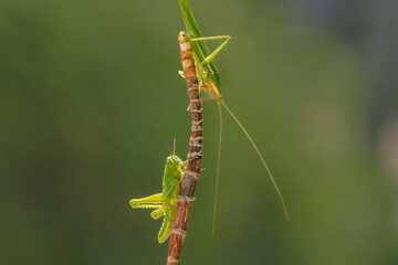 Two Grasshoppers on a branch with Isolated green background, animal closeup, animal Isolated green background