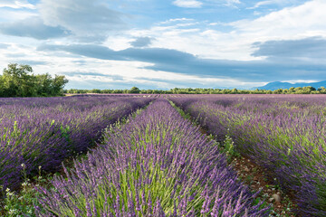 Champs de lavandes en fleurs sur le plateau de Valensole, en Provence, Sud de la France.	