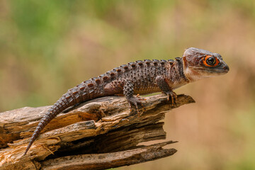 Red-Eyed Crocodile Skink (Tribolonotus gracilis), animal closeup 