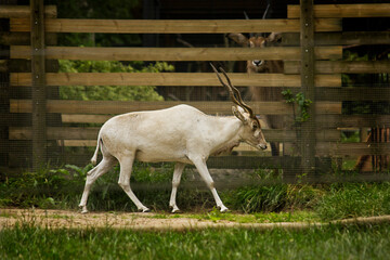an antelope Addax in a pen in a zoo © tillottama