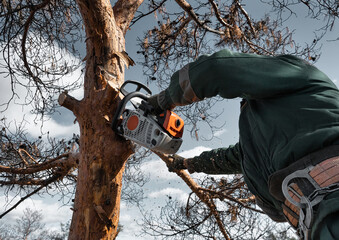 Arborist in a helmet cuts down the branches of a dried emergency tree with chainsaw. Height climber...