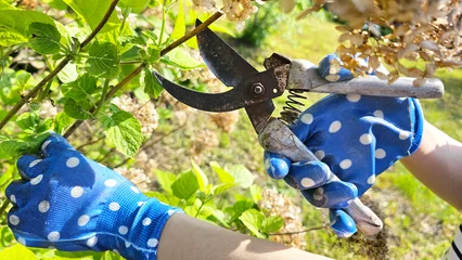 Keuken spatwand met foto Women's gloved hands cut dried hydrangea flowers with pruning shears © Irina