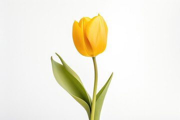 Yellow Tulip On White Background. Generative AI