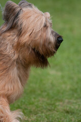 Briard dog close-up headshot portrait in profile view