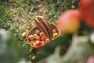 Apples in basket on green grass in autumn orchard. Apple harvest and picking apples on farm in...