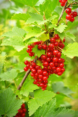 Banner with Red currant berries grow on Bush in sunny garden.