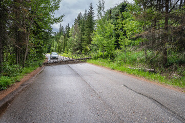 Fallen Tree across a Road in Banff National Park