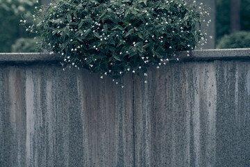 A green spherical plant in close-up above a stone wall with space to copy. Flowering of white small flowers in a flower bed. High quality photo