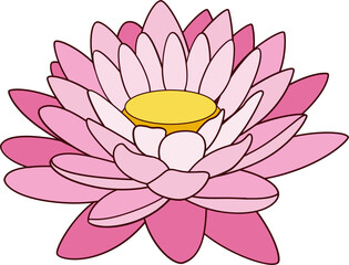 pink water lily flower vector, lotus illustration, line, shape