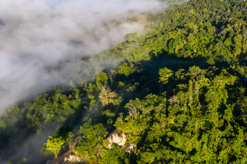 Panorama of Borneo jungle with morning fog
