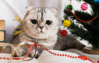 Interested gray cat lying near open book and Christmas tree