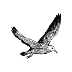 hand drawn flying eagle. Vector illustration design.