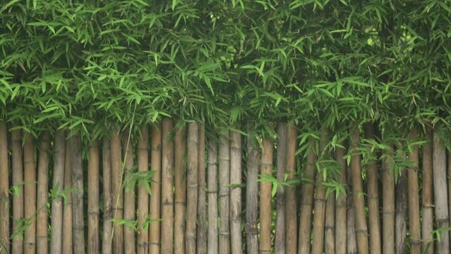 bamboo fence wall and tree in japanese garden