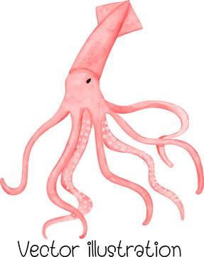 Banana squid vector illustration, watercolor Seafood