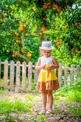 Little girl picking fresh ripe oranges in sunny orange tree garden in Turkey