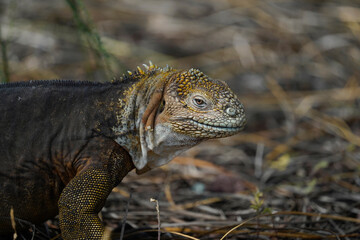 Portrait of Galapagos Land Iguana, brown background. Baltra Island 