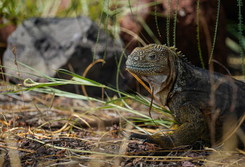 Land iguana on Baltra Island, Galapagos, rocks and grass in the background 