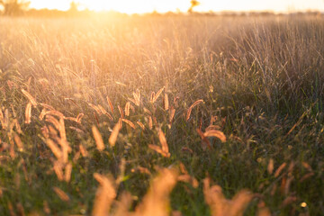 backlit fluffy grass seed heads growing in australian paddock