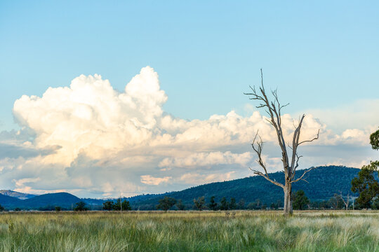 blue green landscape with bare dead tree in rural farm paddock in Australian countryside