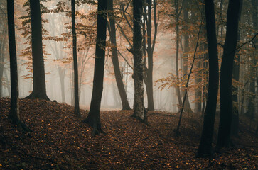 morning in autumn forest, fantasy landscape