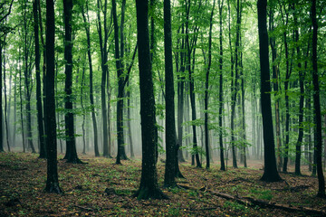 misty forest with green foliage on rainy day