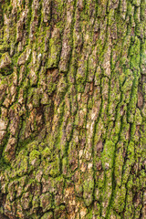 Full frame image of rough bark of a mighty old tree, useful as a natural background texture