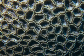 coral texture underwater background reef abstract sea
