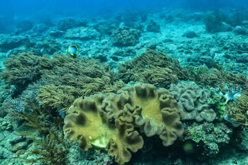 Naklejka na ściany i meble corals climate warming underwater background ocean problem