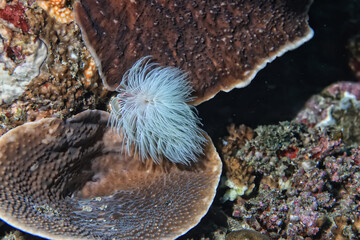 soft coral underwater background reef ocean