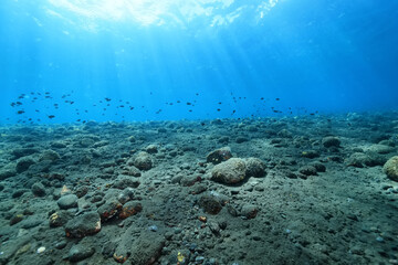 Fototapeta na wymiar seascape panorama underwater flock of fish in the water