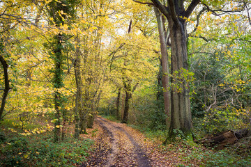 Trees in autumn with path through woodland, London, UK