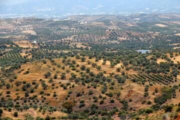Landscape of Crete island in Greece. Olive tree groves, hills and fields.