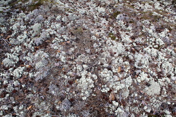 Gray moss grows on a rocky surface in the forest.