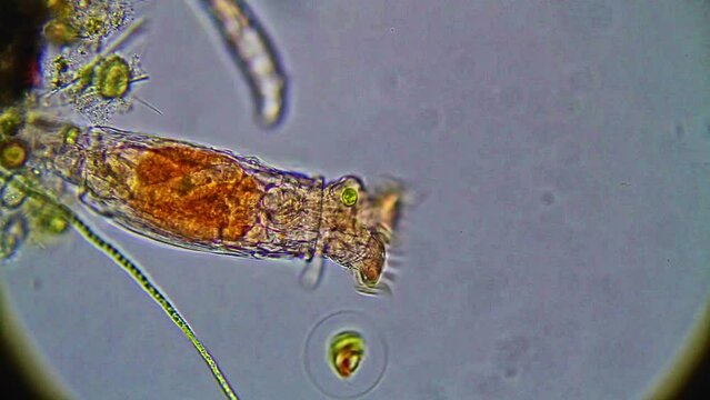 Exploring the Microscopic World: Advancing Biology Through Laboratory Science and Microscopy