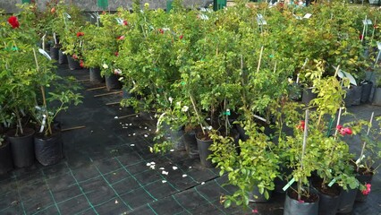 Garden fest with the plant market located in a plant nursery. There are many species of rose plant seedlings for sale in a horticulture marketplace.