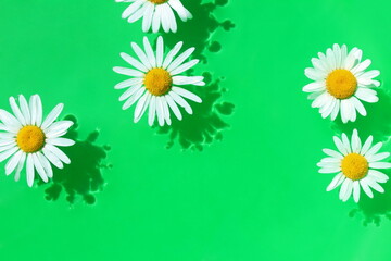 Several daisies lie in the water with a green background.