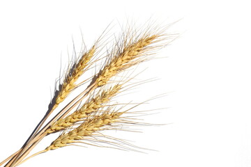 Ears of barley lie on a white isolated background.