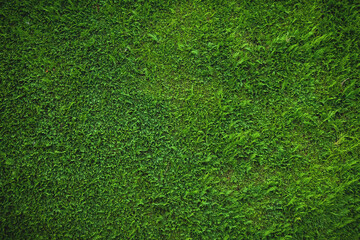 Obraz premium Green Christmas tree background texture. Copy space for design.