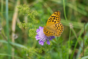 Fototapeta na wymiar Silver-washed Fritillary butterfly (Argynnis paphia) sitting on a small scabious in Zurich, Switzerland