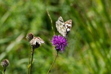 Marbled White (Melanargia galathea) butterfly sitting on a pink scabiosa in Zurich, Switzerland