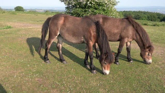 Exmoor Ponies Quantock Hills Somerset England UK