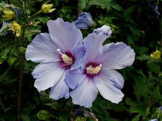 Rose of Sharon (Hibiscus syriacus). Close-up