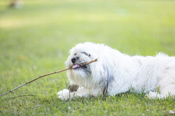 Tibetan spaniel, small white fluffy dog, lying on lush green lawn chewing on stick in backyard