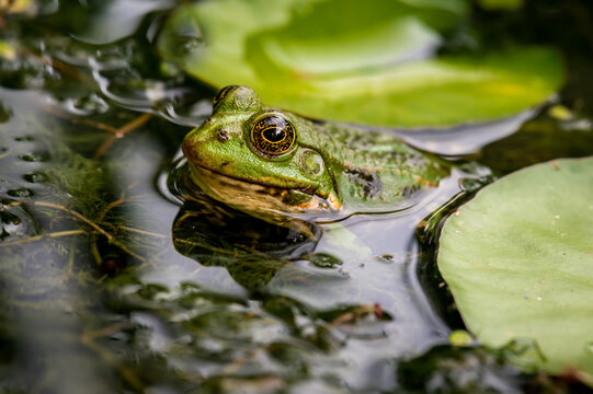 Frog in water. Pool frog swimming. Pelophylax lessonae. European frog. Marsh frog with Nymphaea leaf.