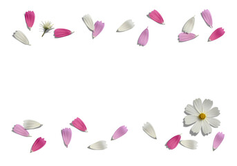 舞い散る3色のコスモスの花びら、透明背景の切抜き素材
