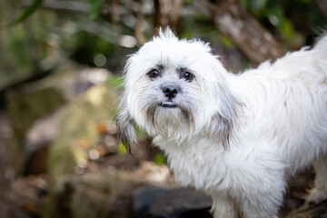 Tibetan Spaniel small fluffy white dog in rocky garden setting