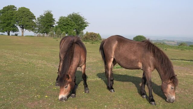 Wild ponies Quantock Hills Somerset England UK