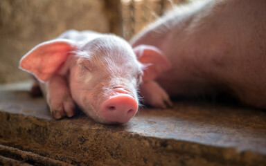 A week-old piglet cute newborn sleeping on the pig farm with other piglets, Close-up © NARONG