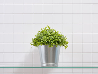 Green plant in a metal pot. Decorative interior decoration of the house or office.